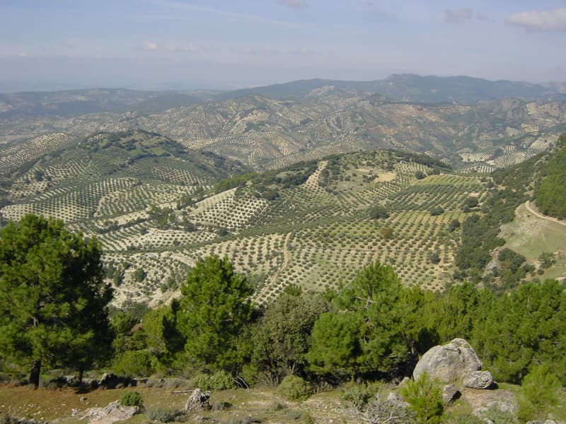 Filari di olivi che coprono collina dopo collina nella provincia di Jaén sotto un cielo pallido