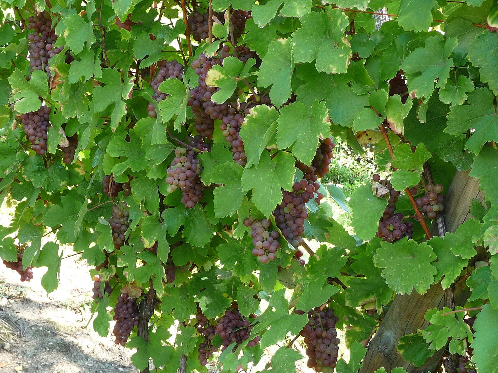 Grappes de raisin à peau rosée parmi les feuilles vertes de vigne dans un vignoble de Riquewihr