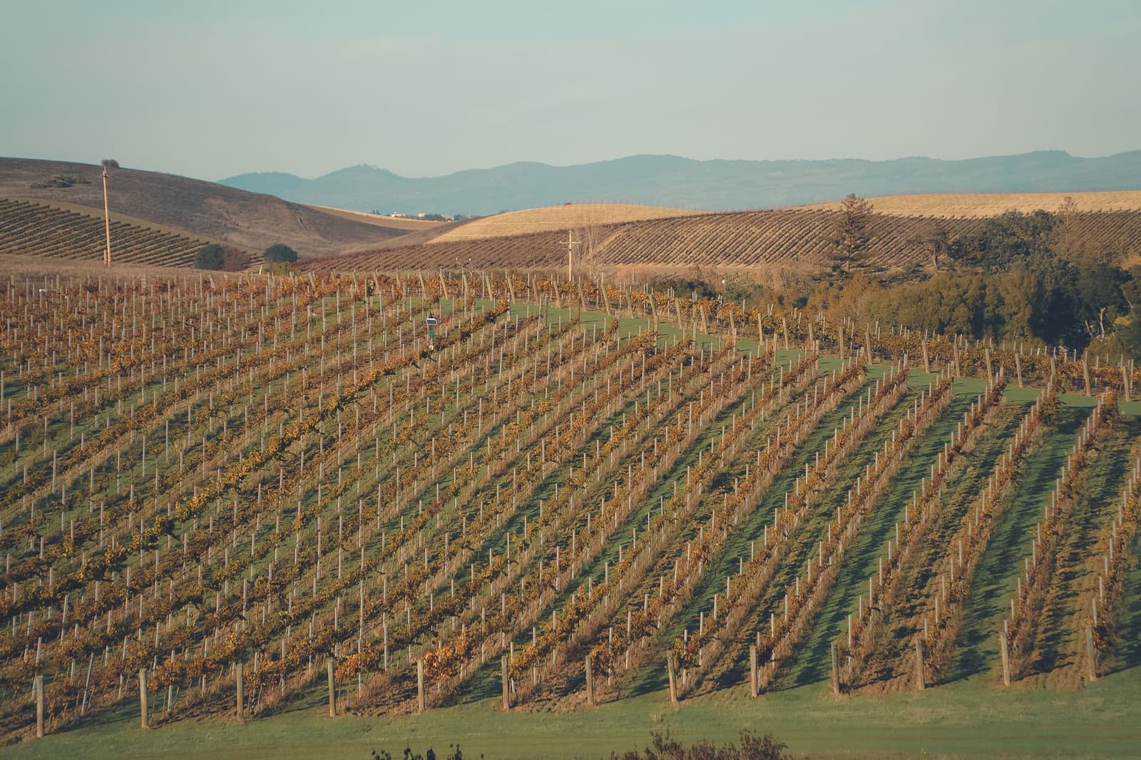Hileras de viñedos sobre colinas doradas de otoño en Napa Valley