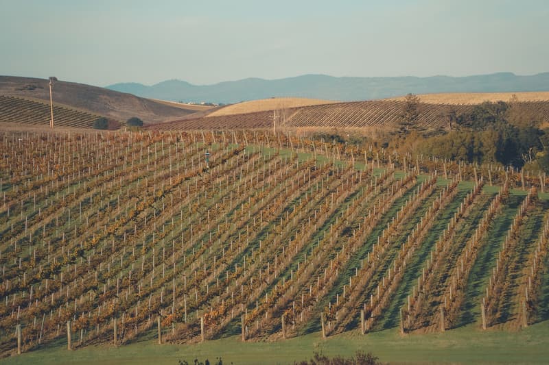 Rows of vines climbing golden autumn hills in Napa Valley wine country