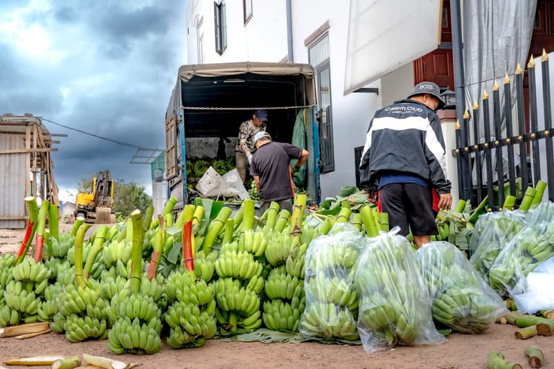 Des ouvriers chargent des régimes de bananes vertes sur un camion pour l'export