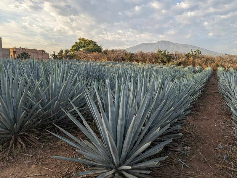 File di piante di agave blu coltivate in un campo a Jalisco, in Messico