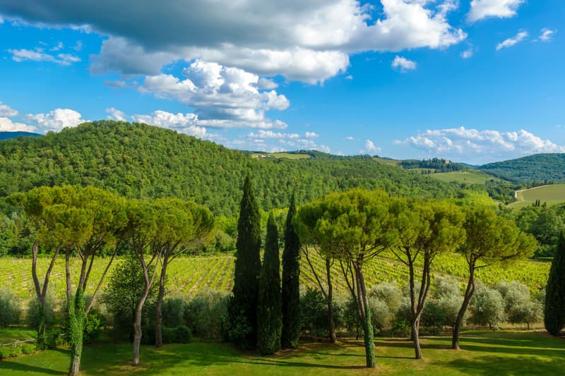 Cypress and stone pine trees line a vineyard in the Bolgheri hills of Tuscany