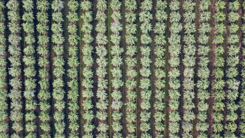 Veduta aerea di filari di mandorli in un frutteto della California