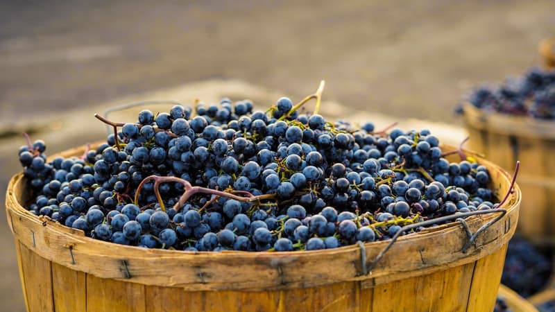 Cesta di legno colma di uva da vendemmia appena raccolta