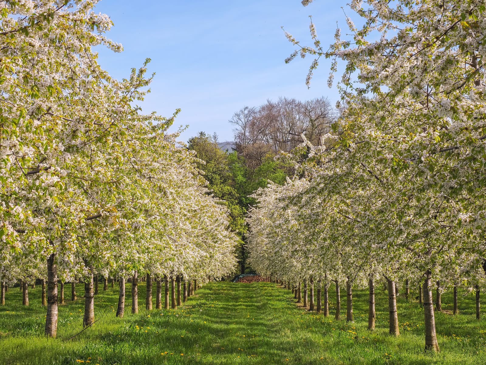 Hileras de cerezos en plena floración blanca en un huerto comercial en primavera
