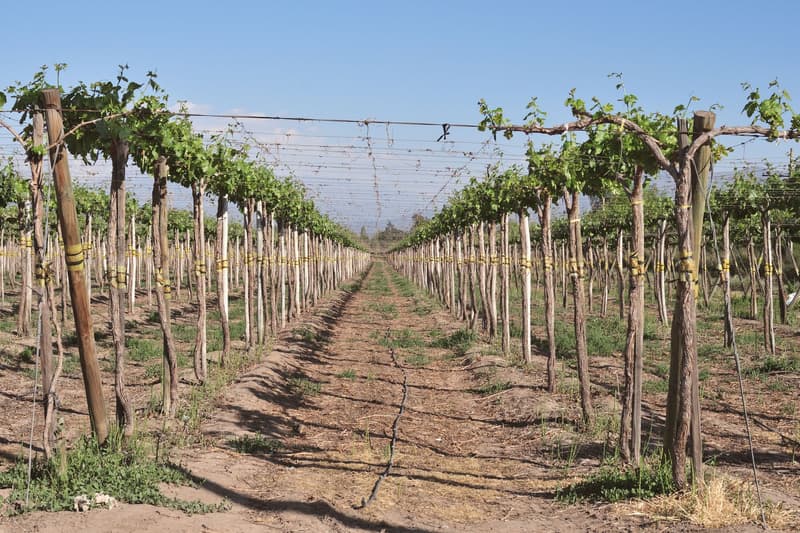 Rangs de vignes palissées sous un ciel dégagé dans la région métropolitaine de Santiago au Chili