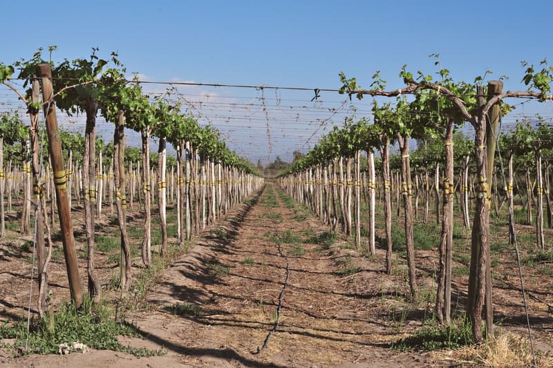 Reihen von Spaliersreben in einem chilenischen Weinberg unter klarem blauen Himmel