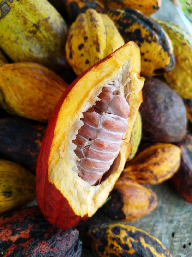 Cabosse de cacao ouverte montrant des fèves fraîches parmi d'autres cabosses