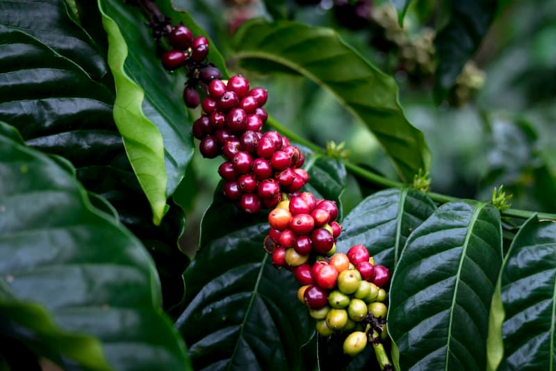 Ripe red coffee cherries clustered on a branch before harvest