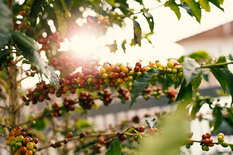 Cerezas de café rojas y amarillas maduras en una rama a contraluz