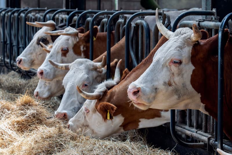 Mucche da latte che si nutrono a una mangiatoia, con etichette gialle alle orecchie