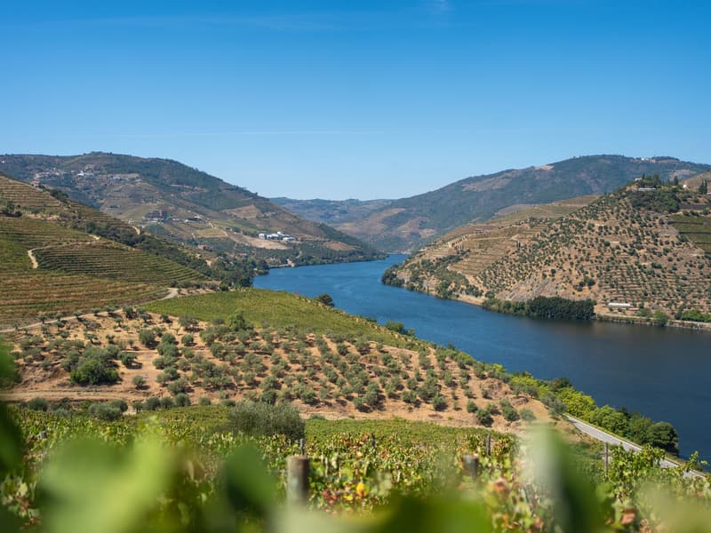 Vignobles en terrasses et oliveraies au-dessus du fleuve Douro par une claire journée d'été