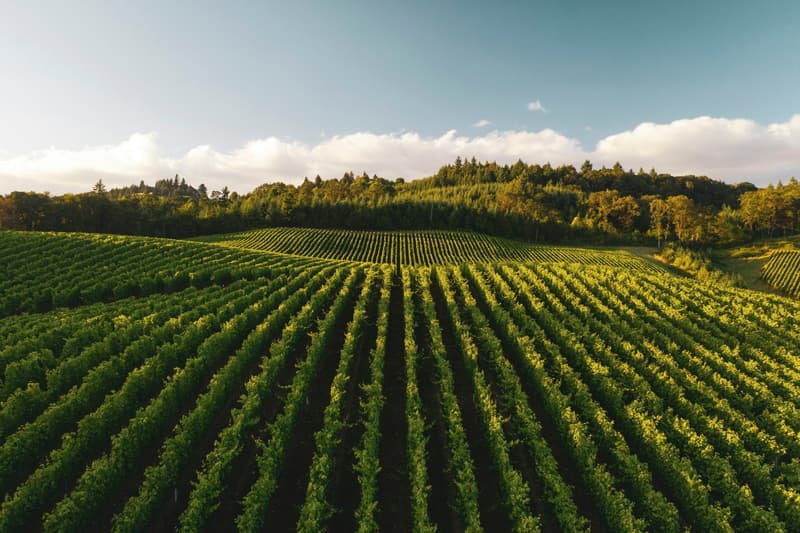 Des rangées de vignes recouvrent une colline verte sous un vaste ciel du soir