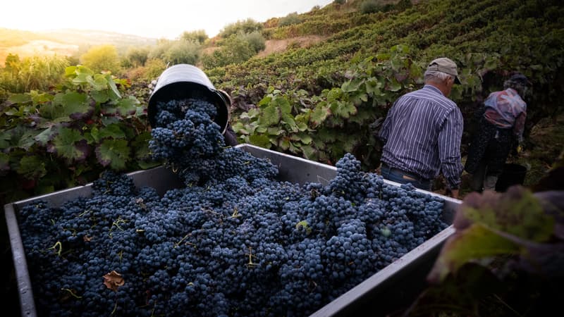 Trabajadores de un viñedo vertiendo uvas tintas en un remolque al atardecer