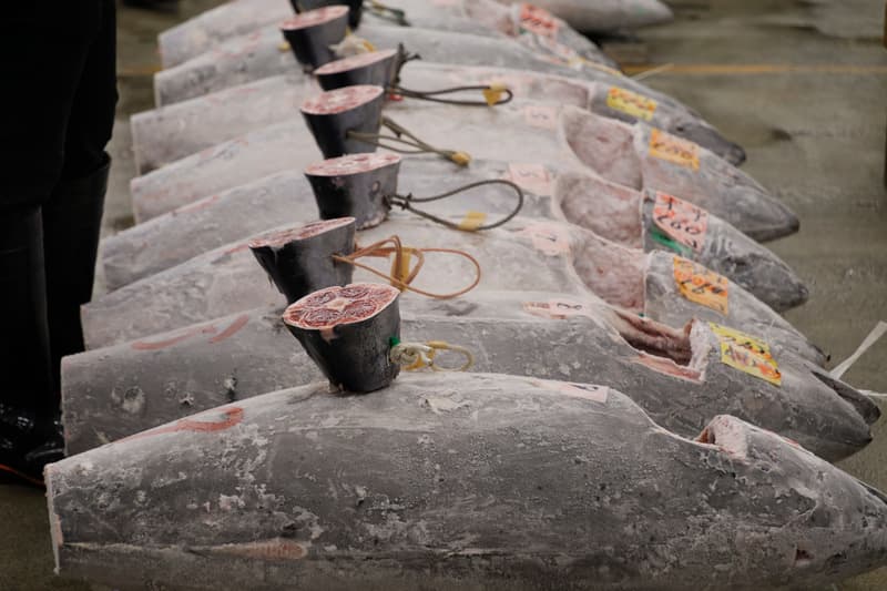 Rangées de thon rouge congelé posées au sol d'un marché aux poissons avec des étiquettes de vente aux enchères