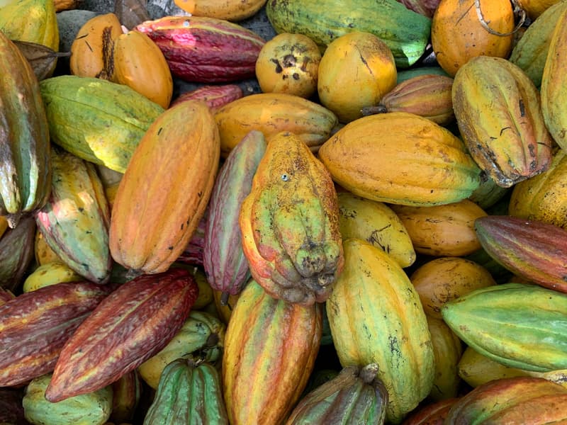 Montón de mazorcas de cacao maduras recién cosechadas en amarillo, naranja y rojo