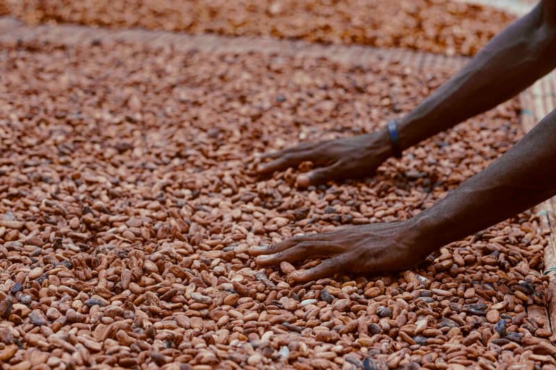Des mains étalent des fèves de cacao fermentées sur une claie de séchage au Ghana