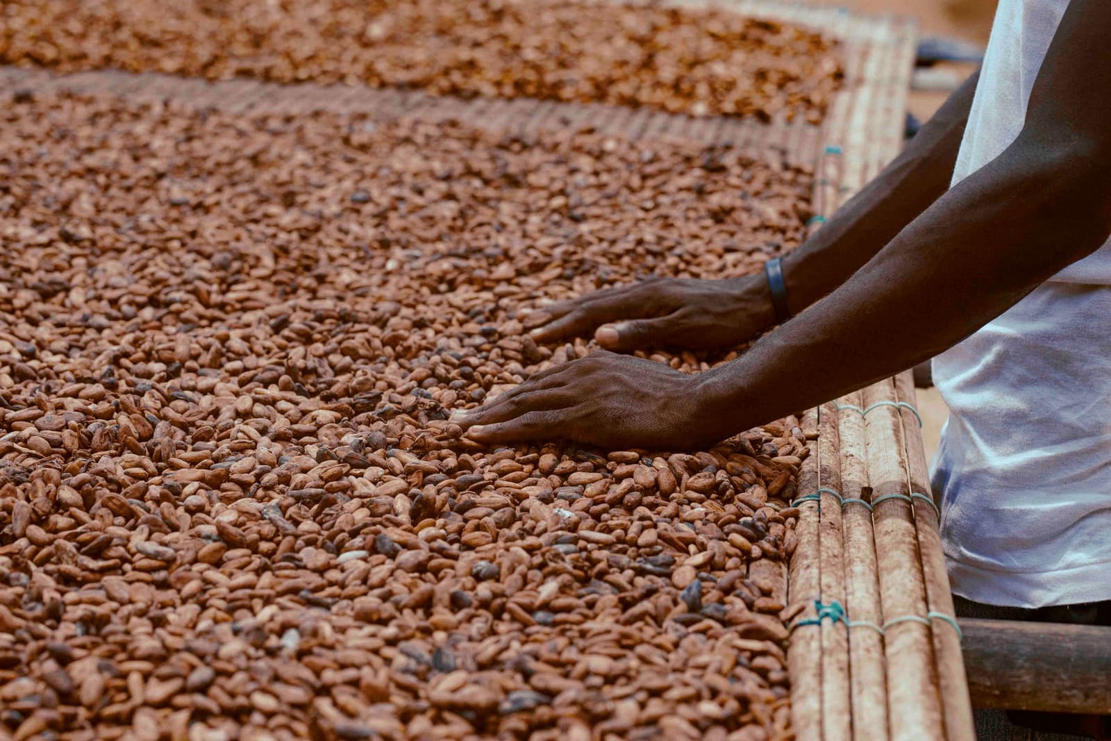 Handen van een boer die drogende cacaobonen omscheppen in Ghana