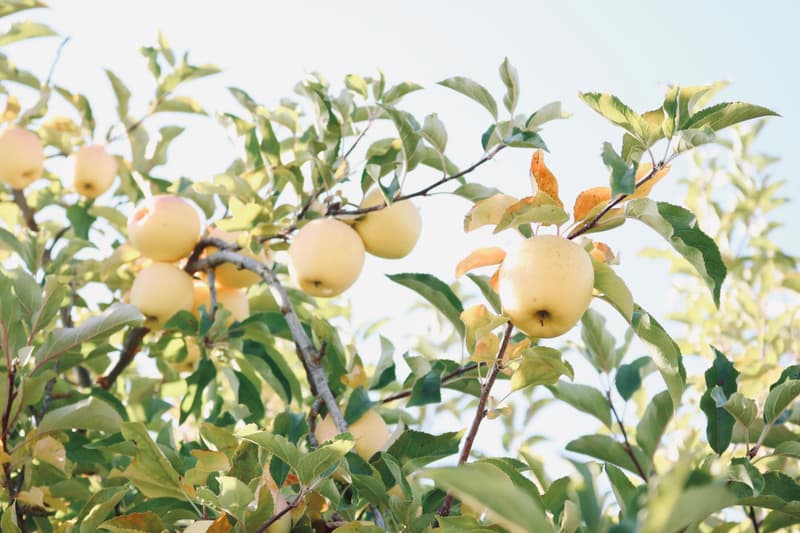 Mele dorate mature appese al ramo di un melo in autunno