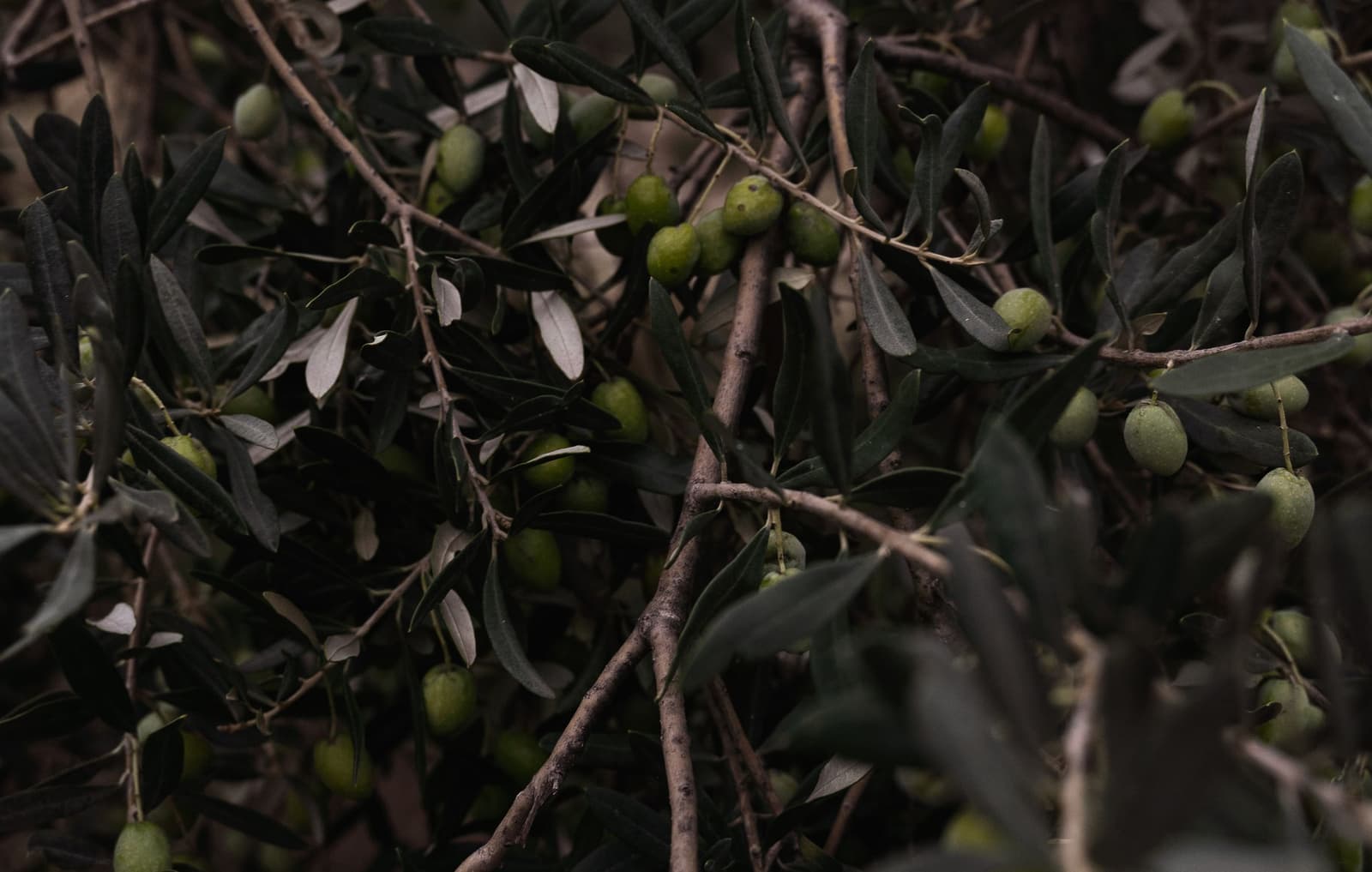 Aceitunas verdes madurando entre hojas grises en la rama de un olivo