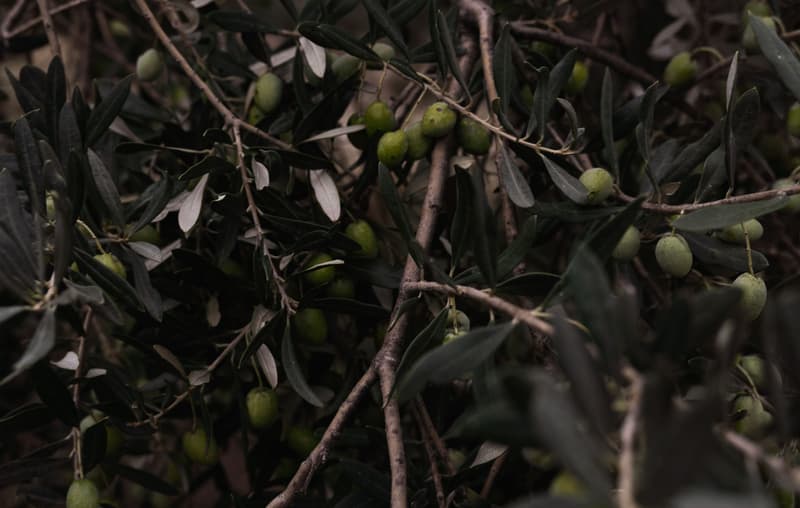 Olive verdi che maturano tra le foglie grigioverdi di un ramo d'ulivo
