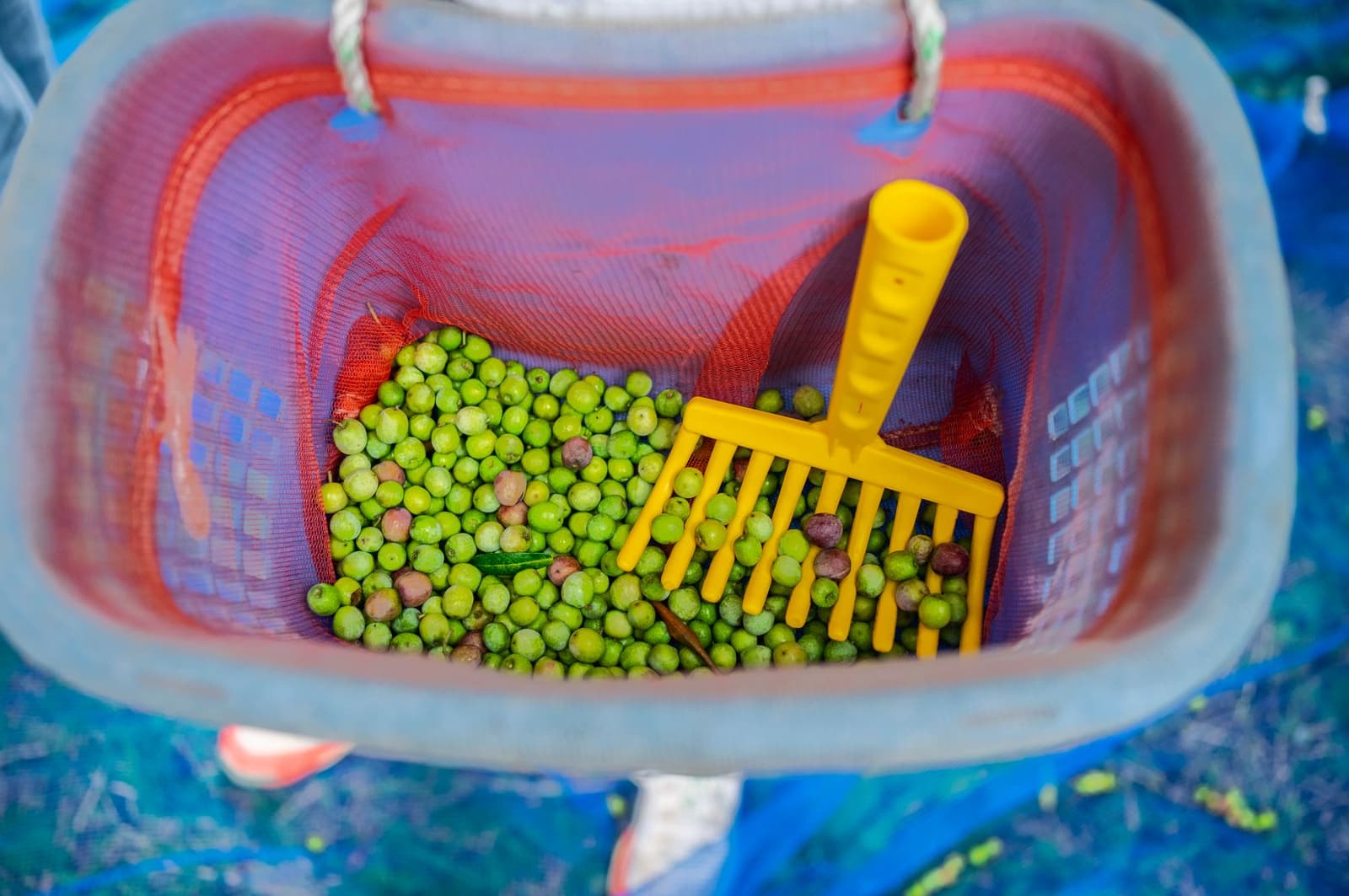 Olive verdi appena raccolte in un cesto con un rastrello