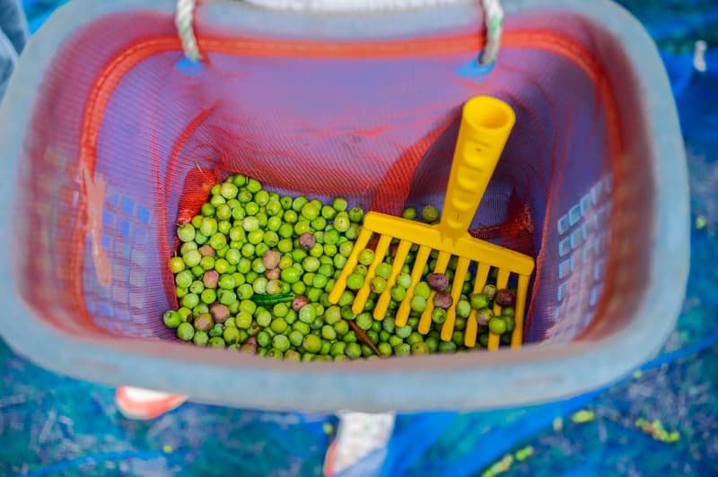 Olives vertes fraîchement cueillies dans un panier de récolte avec un râteau