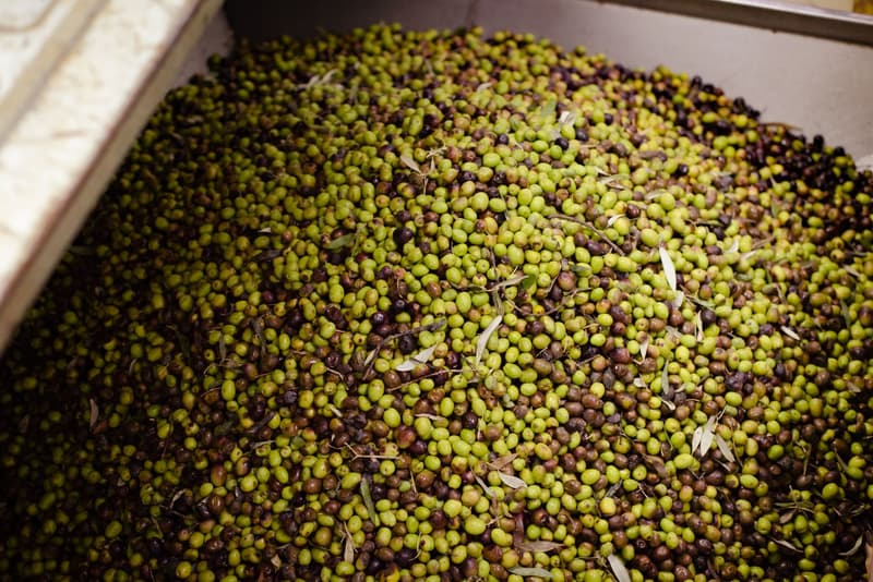 Olives vertes et sombres fraîchement récoltées entassées dans une trémie en acier d'un moulin