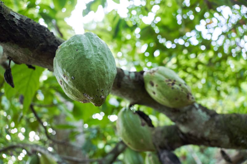 Baccelli di cacao verdi maturi appesi a un ramo in una piantagione dell'Africa occidentale