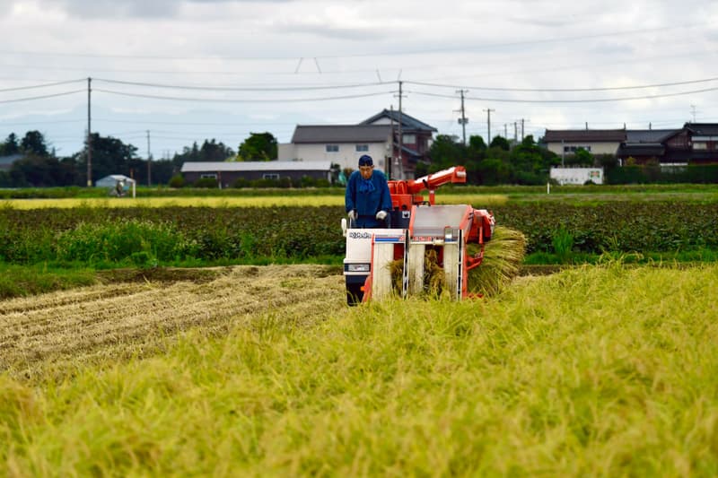 Ein Bauer fährt mit einem kleinen Mähdrescher durch reifen Reis auf einem Feld in Niigata