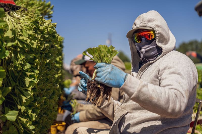 Lavoratori agricoli con equipaggiamento protettivo che raccolgono verdure a foglia a mano in un campo soleggiato