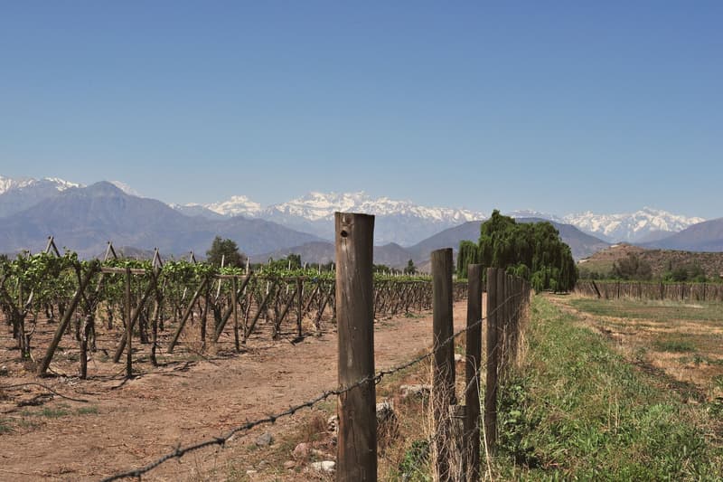 Filari di vigne nella Valle del Maipo con le Ande innevate sullo sfondo