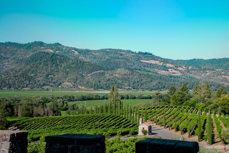 File di vigne in un vigneto assolato della Napa Valley con colline boscose sullo sfondo