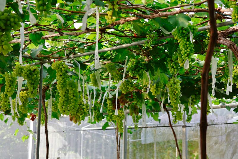 Grappes de raisin de table vert suspendues et étiquetées sous une treille