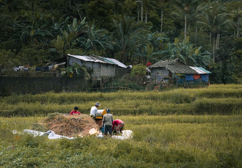 Agricultores trillando arroz recién cosechado en un campo de Gigmoto, Filipinas