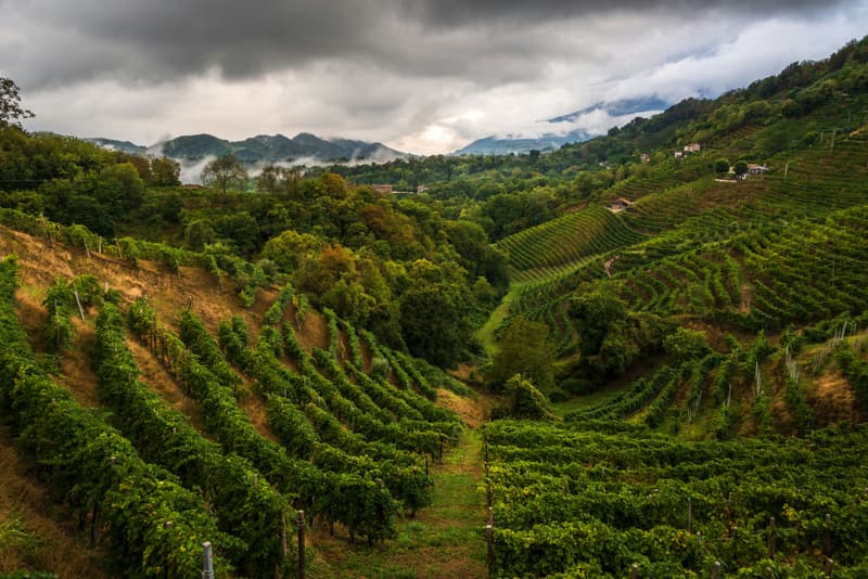 Rangs de vignes sur un coteau escarpé de la zone du Prosecco Superiore sous un ciel nuageux