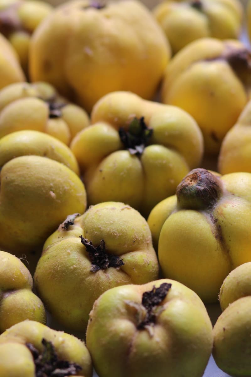 Gros plan sur un tas de coings jaune pâle avec leur peau duveteuse intacte