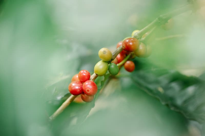 Cerezas de café robusta madurando en la rama antes de la cosecha