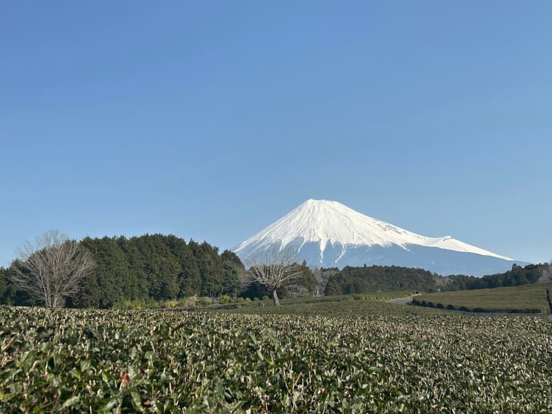 File di arbusti da tè giapponesi con il monte Fuji innevato sullo sfondo