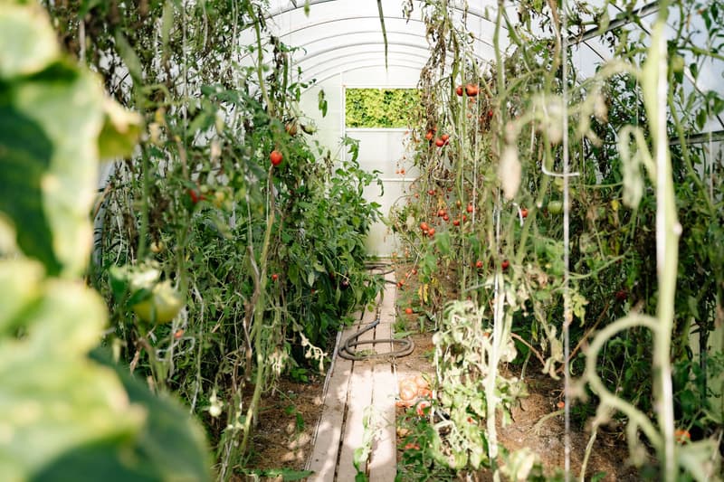 Irrigation hose running through a tomato greenhouse with ripening fruit