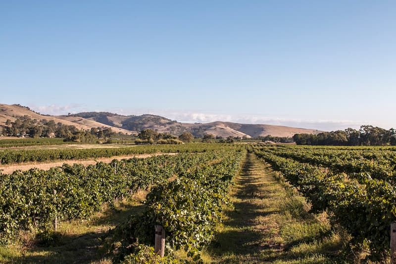 Rangs de vignes en gobelet dans la vallée de la Barossa, sous des collines sèches