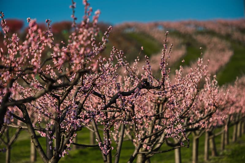 Rows of blossoming peach trees in a Victorian stone fruit orchard