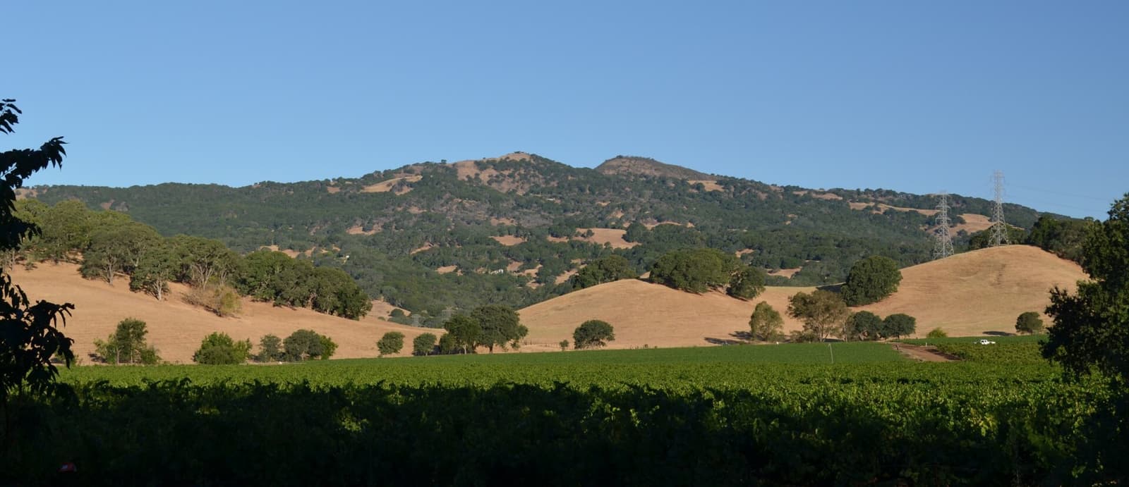 Filari di vigneto nella Suisun Valley sotto colline dorate e pendii con querce