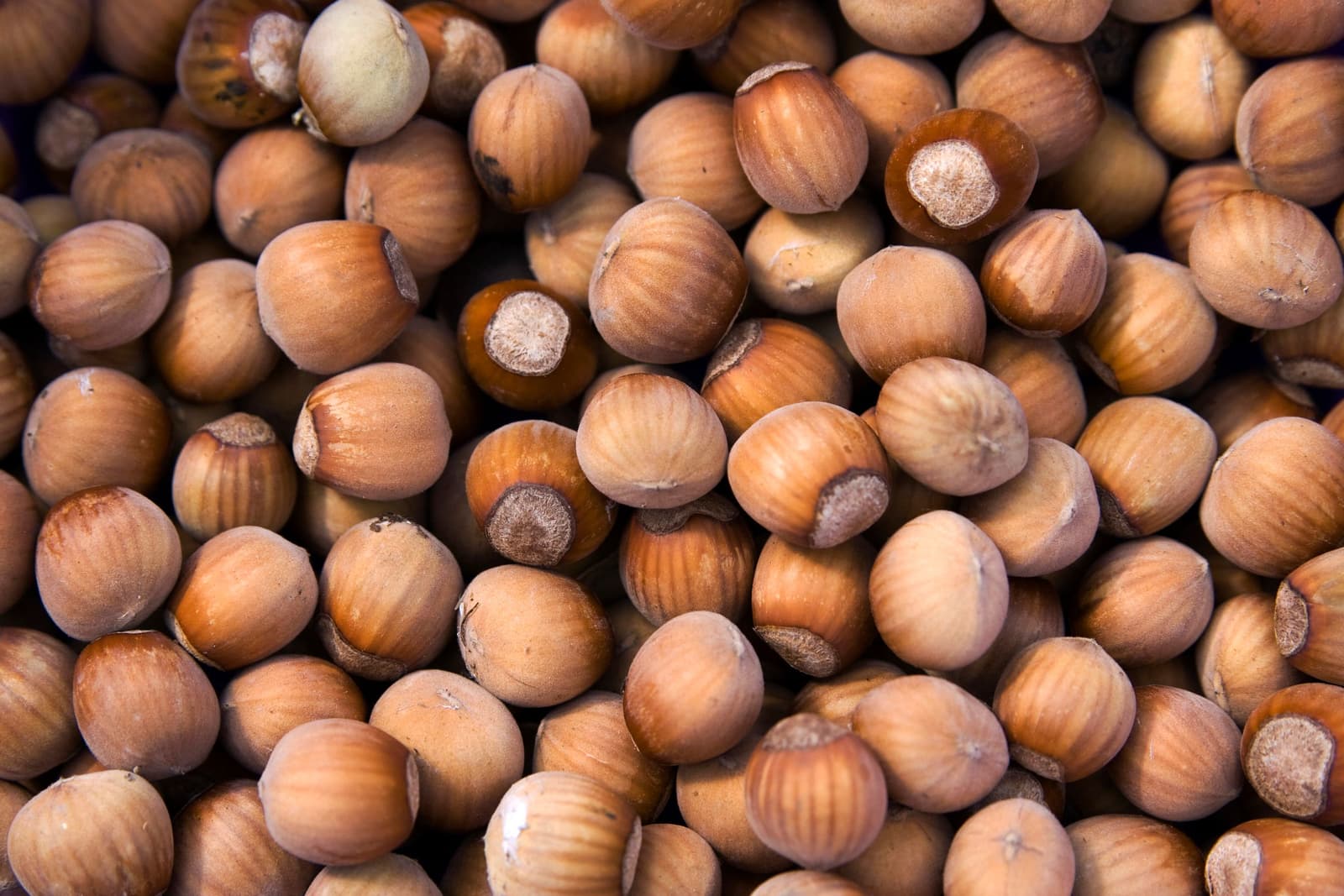 Close-up of fresh in-shell hazelnuts piled together after the harvest