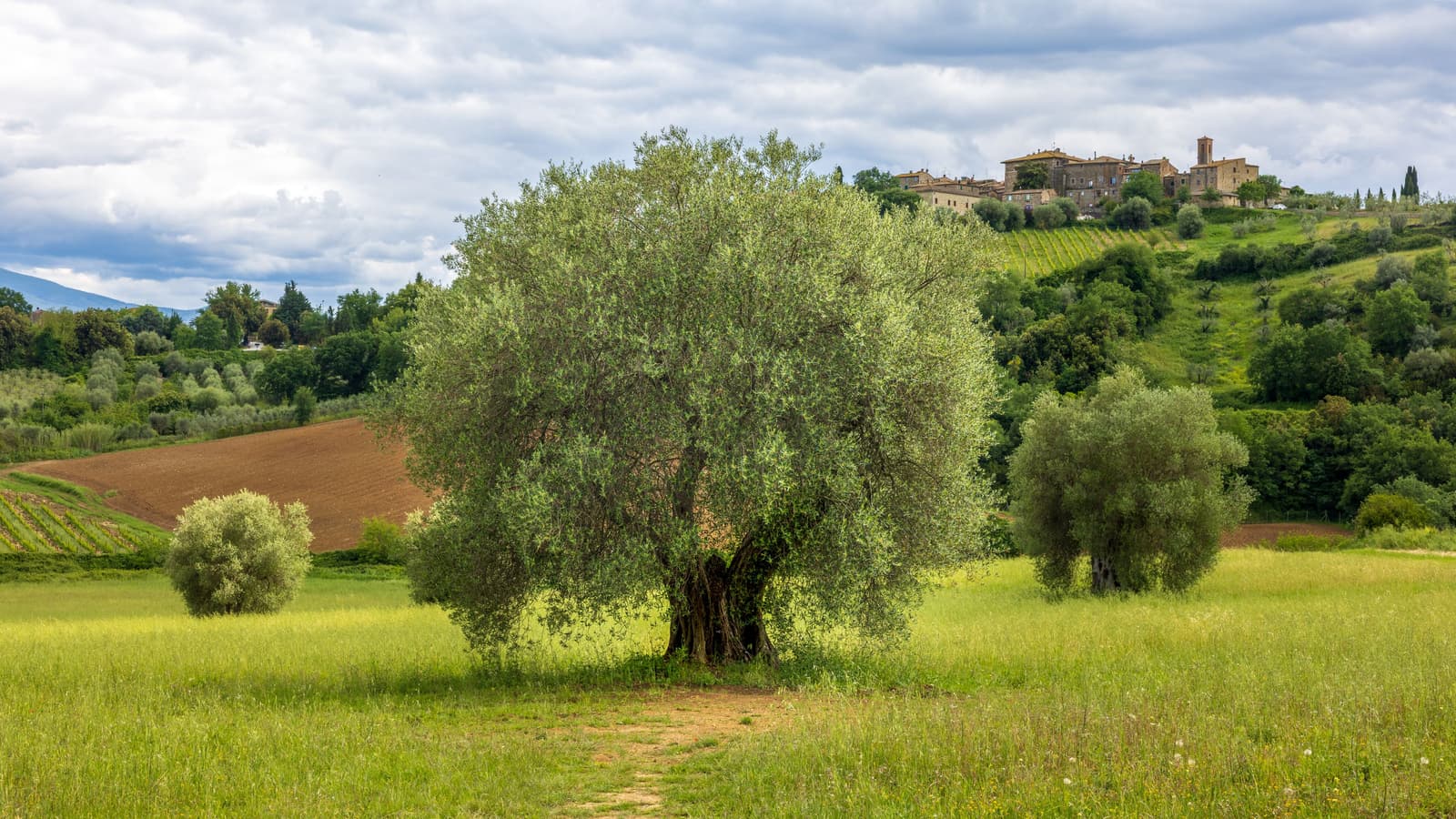 Ancient olive tree in a Tuscan olive grove with a hilltop village behind it