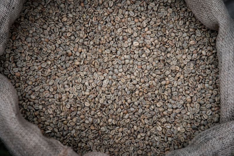 Granos de café verde crudo llenando un saco de yute para exportación
