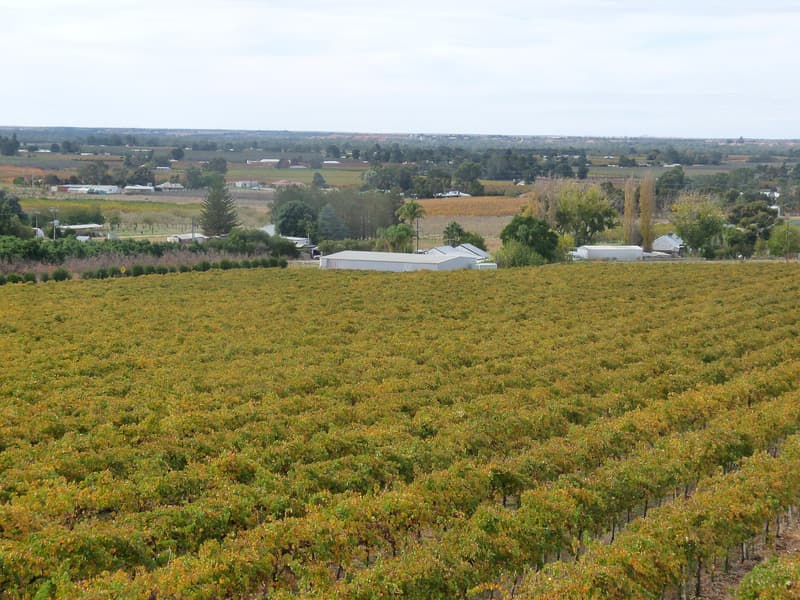 Rows of grapevines in a Renmark vineyard in South Australia's Riverland