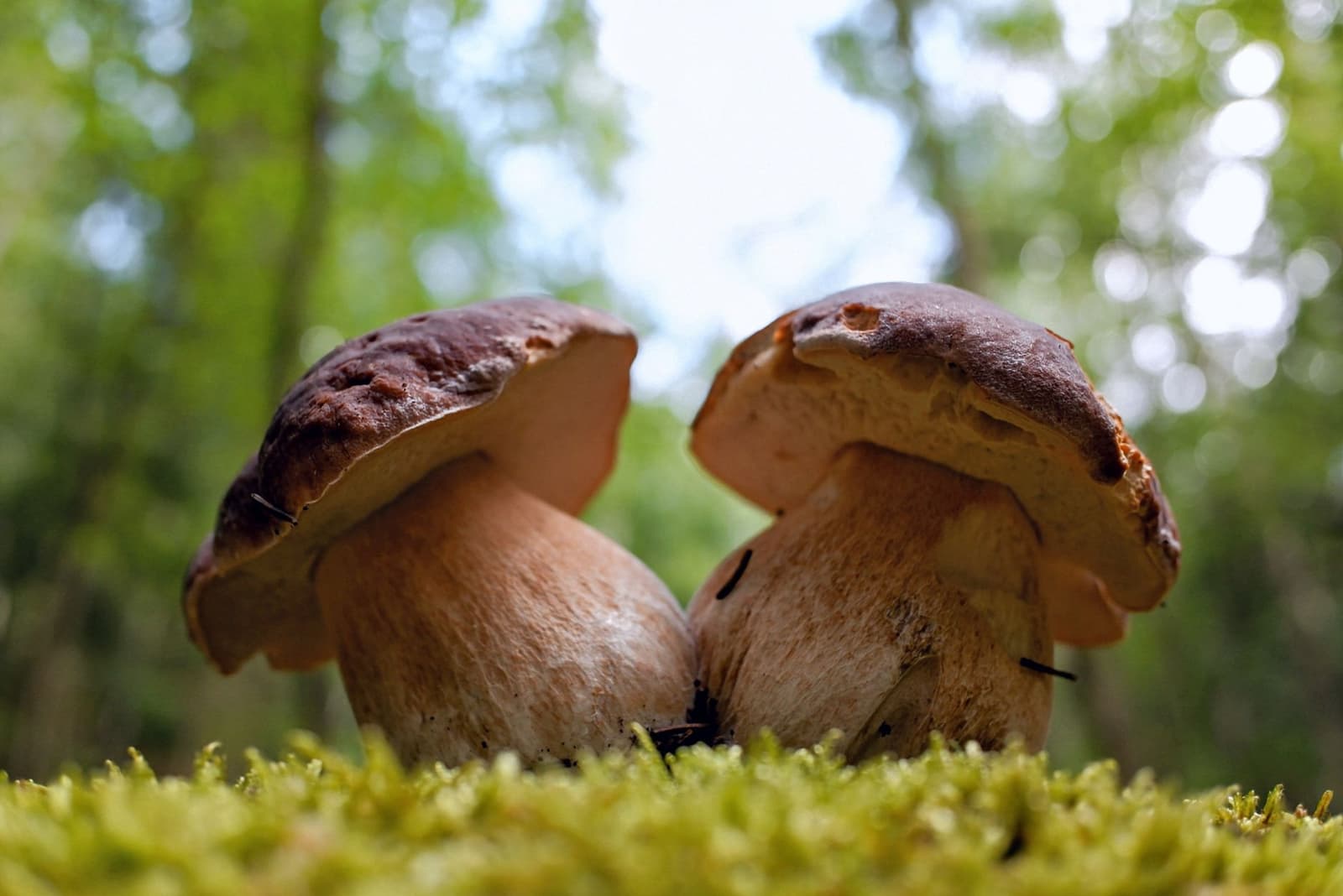 Deux cèpes sauvages au chapeau brun poussant sur un sol forestier moussu