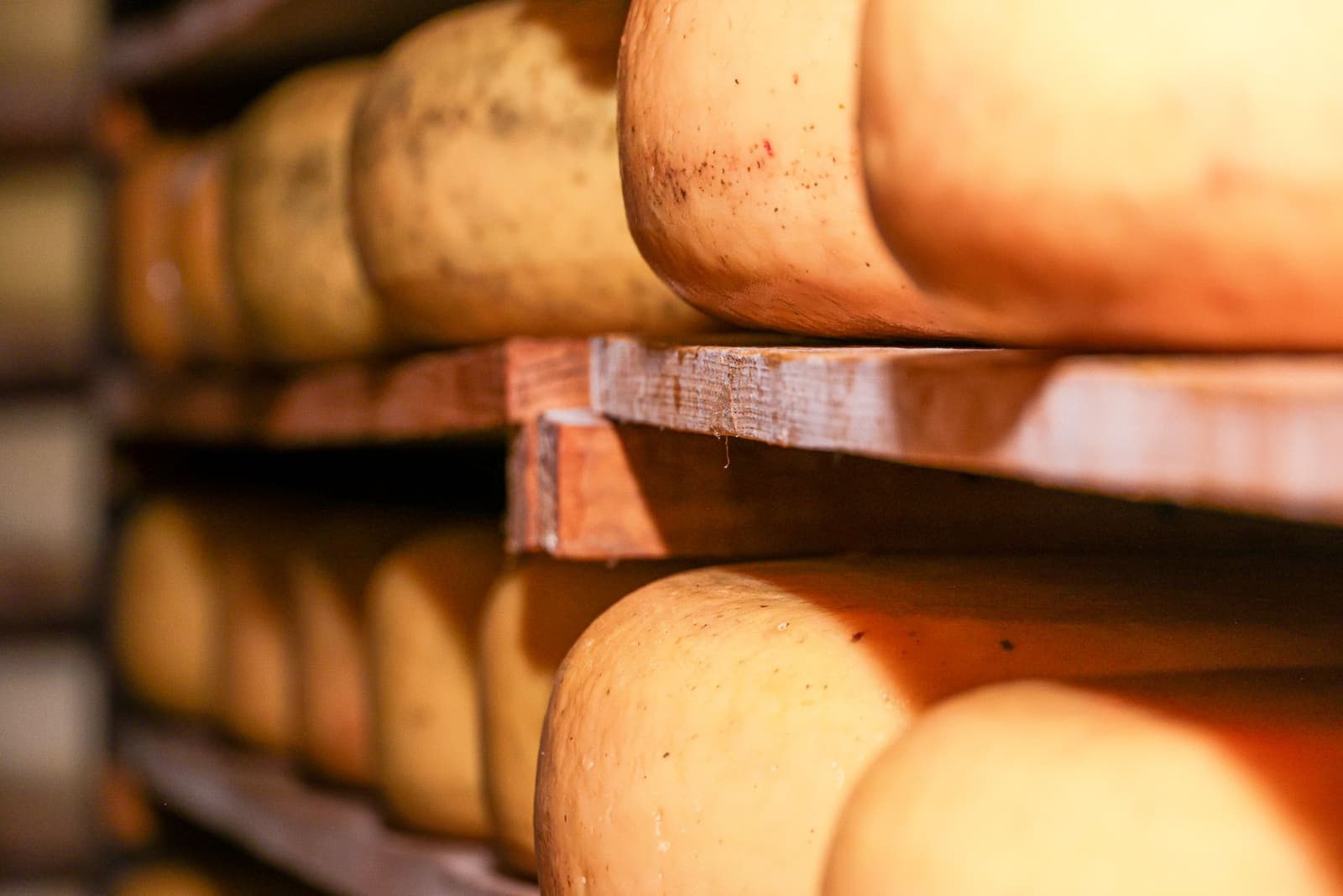 Wheels of cheese aging on wooden shelves in a cheese cellar